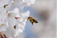 Bee Pollens