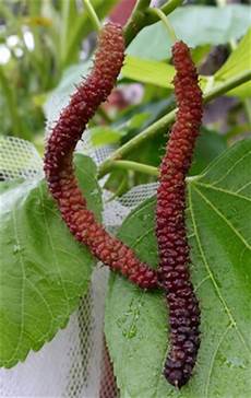 Dried Mulberry