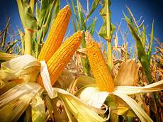 Corn Flour