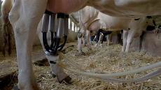 Cow Milk