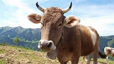 Cow Milk