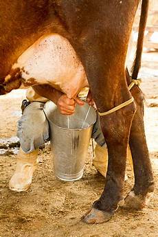 Cow Milk