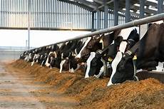 Cow Milk