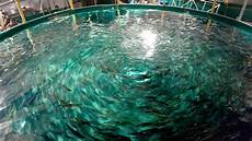 Fish Farming