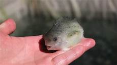 Fish Farming