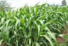 Fodder Flour