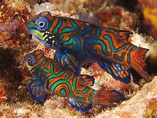 Fresh Fishes
