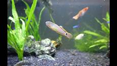 Fresh Fishes