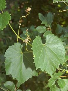 Grape Leaves