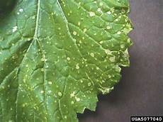 Grape Leaves