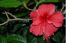 Hibiscus Tea