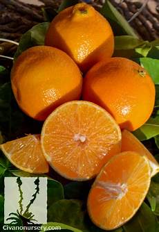 Mandarin