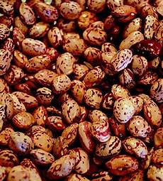 Pinto Bean