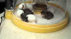 Quail Egg