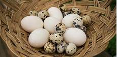 Quail Egg