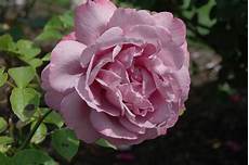 Rose Tea