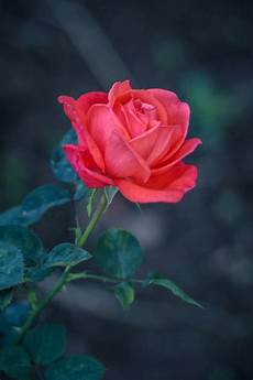 Rose Tea