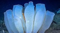 Sponge