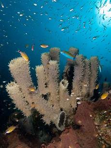 Sponge
