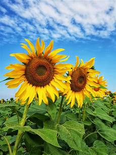 Sunflower Oil