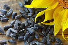 Sunflower Seed