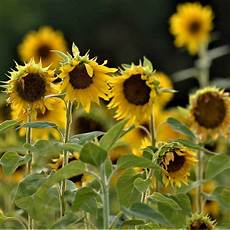 Sunflower Seed