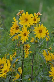 Sunflower Seed