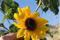 Sunflower Seed