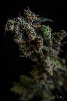 Pharmaceuticals